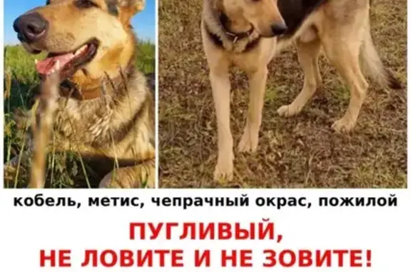 Собаки потеряшки, Путилково, фото: Потеряшка пёс Филя, Путилково, ул. Сходненская