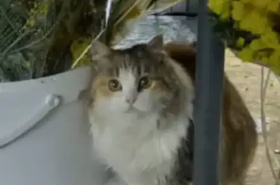 Кошки потеряшки, , фото: Потеряшка кошка, ул. Королёва, Зеленодольск