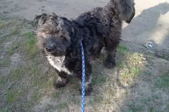 Пропала собака, Слободская ул., 1, Россошь