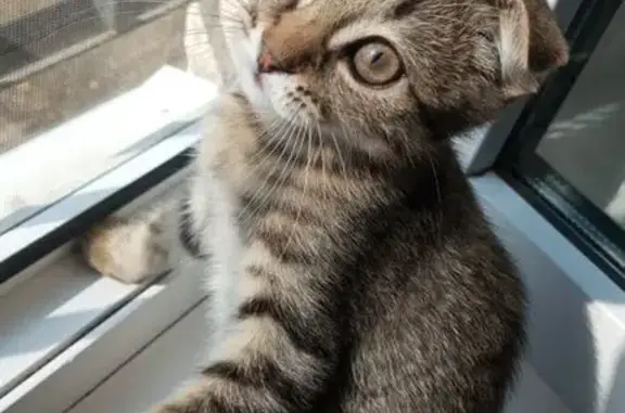 Кошки потеряшки, Энгельс, фото: Потеряшка кошка, ул. Энгельс-1, 75, Энгельс