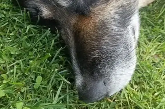 Собаки потеряшки, Королёв, фото: Потеряшка собака, ул. Гоголя 16, Королёв