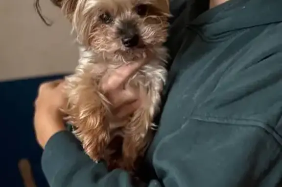 Найдена собака, Москва, фото: Собака в приюте Некрасовка, проезд 287