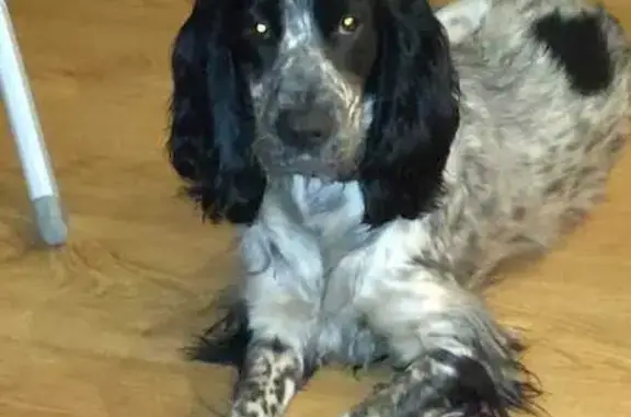 Пропала собака, ул. Мичурина 43, Королёв