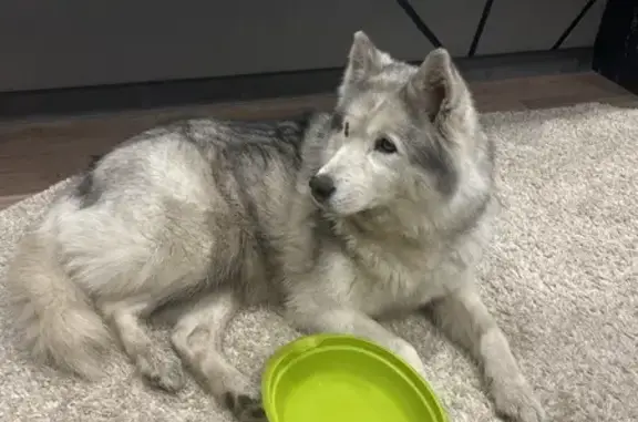 Найдена собака, Магнитогорск, фото: Найдена хаски, ул. Коробова, Магнитогорск