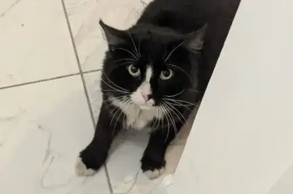 Кошка найдена у Ленты, Южная, 5, Бугры