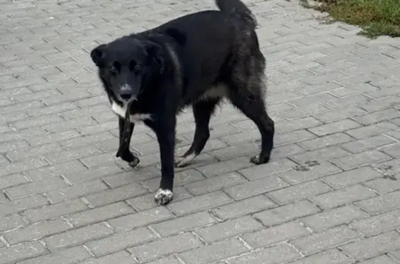 Найдена собака, , фото: Собака найдена на ул. Егорова, Сухарево