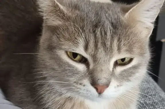 Кошка найдена на Котельникова 6, Омск