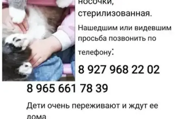 Кошки потеряшки, Уфа, фото: Потеряшка сиамская кошка, Уфа, Башкортостан