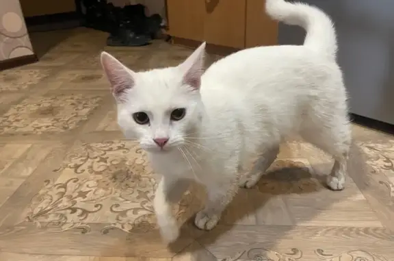 Найденные животные Воткинск, фото: Кошка найдена на Привокзальной, 1, Воткинск