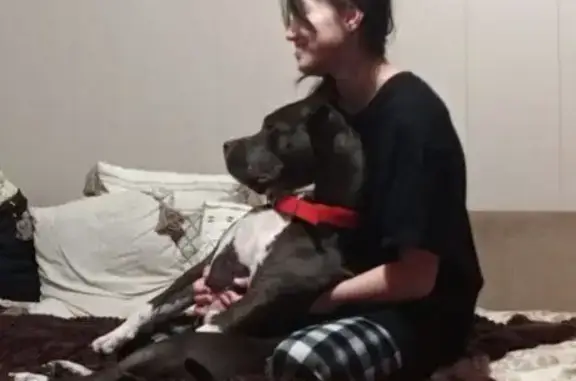 Собаки потеряшки, , фото: Потеряшка собака, пос. Владимира Ильича