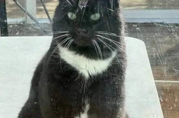 Кошки потеряшки, Ленинградская область, фото: Потеряшка кошка, Куйвозовское с/п, Ленобласть