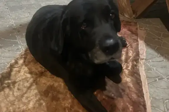 Найден черный пес на Солнечной/Ростовском