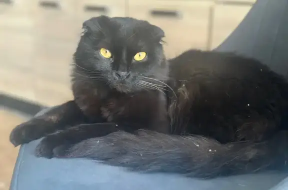 Кошки потеряшки, Краснодар, фото: Потеряшка кот, Ахтанизовская 44/6, Кр.