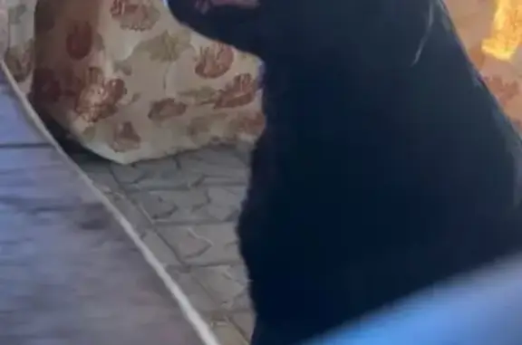 Собаки потеряшки, Краснодар, фото: Потеряшка собака, Палаточная 19, Краснодар