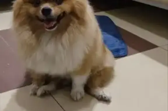 Найдена собака, Самара, фото: Найден шпиц, ул. Гагарина, Самара