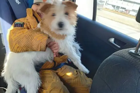 Собаки потеряшки, Парголово, фото: Потеряшка собака, Ломоносова 89/1, Парголово