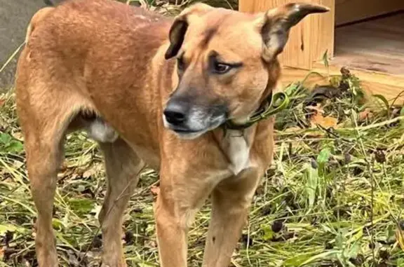 Найдена собака, Липецк, фото: Собака найдена: Дружный пер., Липецк