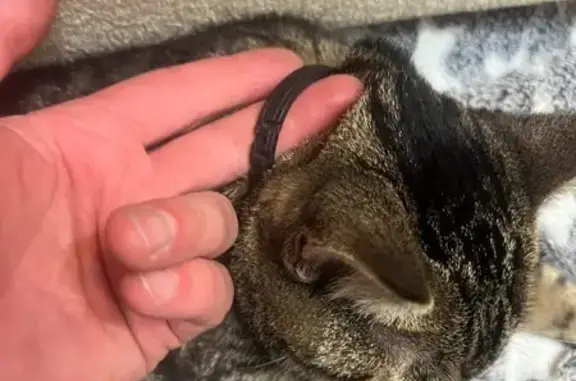 Найдена кошка, Брянск, фото: Кошка найдена на ул. Мичурина, 42к4