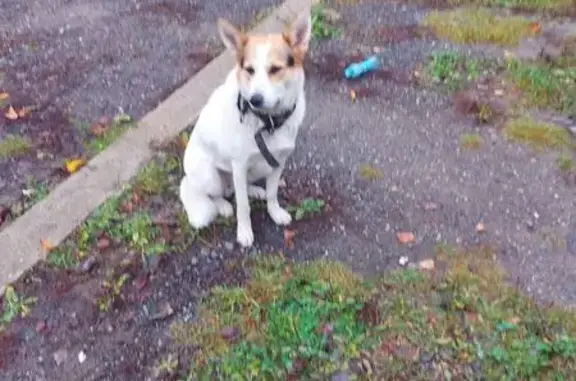 Найдена собака, Московская область, фото: Найдена собака в Дмитрове, Московская обл.