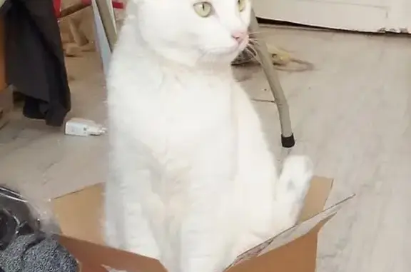 Пропала кошка, Оборонная ул. 6, СПб