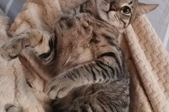 Пропала кошка, Томская ул. 15, Севастополь