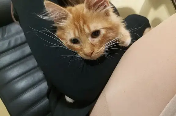 Найдена кошка, Новороссийск, фото: Кошка найдена, ул. Ахеджака, Новороссийск