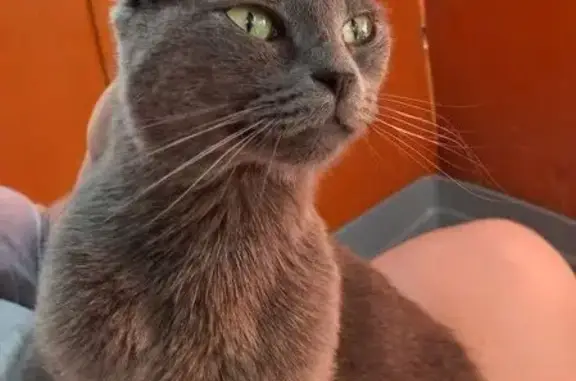 Кошка найдена: Мукачевская, 1, Волгоград