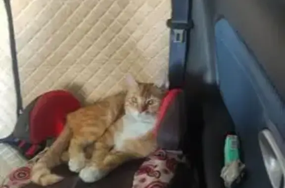 Пропал рыжий котик, 65, Русско-Высоцкое