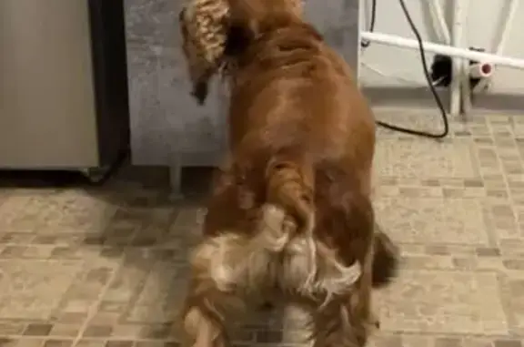 Найдена собака, Ставрополь, фото: Спаниель найден: Батальонная 17, Ставрополь