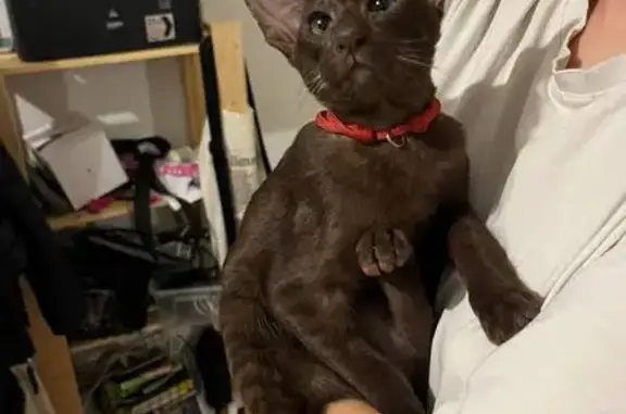 Пропала кошка, пр. Космонавтов 14/15