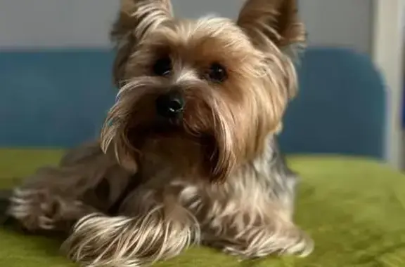 Собаки потеряшки, Максимовщина, фото: Потеряшка собака в Максимовщине, Иркутск