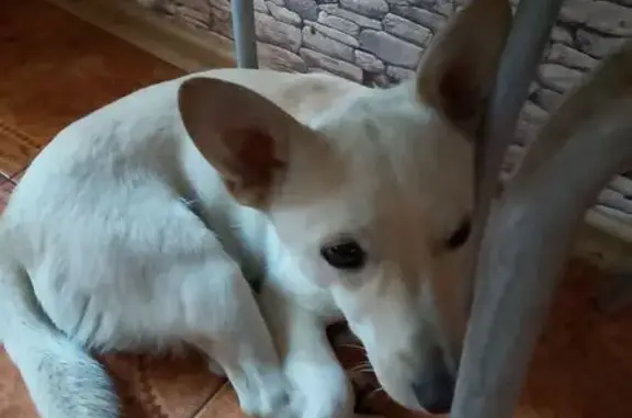 Пропала собака, район Романтика, Междуреченск