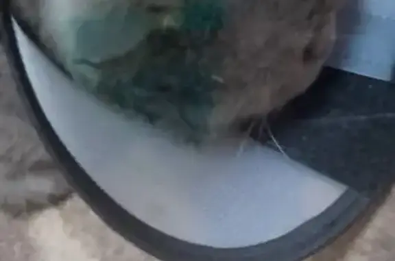 Кошки потеряшки, Октябрьский (Московская обл.) (Москва и Московская обл.), фото: Потеряшка кошка, Комсомольская ул., Октябрьский