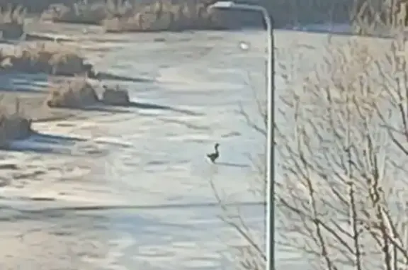 Гусь на озере, Чернышова 8, Новокузнецк