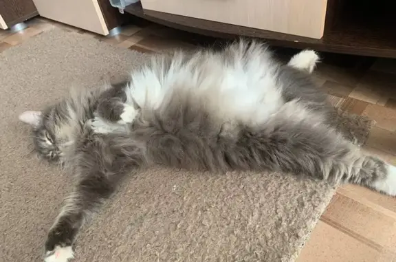 Кошки потеряшки, Томск, фото: Потеряшка кошка, ул. Энтузиастов, 45, Томск