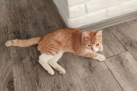 Найдена кошка, Томск, фото: Кошка найдена: ул. Ивана Черных, 30