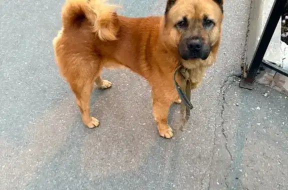 Найдена собака, , фото: Найдена рыжая собака, ул. Ставского, 48/9