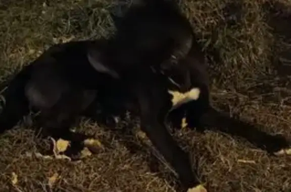 Найдена собака, Екатеринбург, фото: Собака найдена: ул. Лукиных 18, Екатеринбург