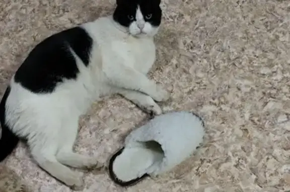 Кошки потеряшки, Оренбург, фото: Потеряшка кот Феликс, Невельская 24, Оренбург