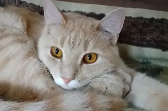 Пропала кошка, Берёзовский, Старопышм.