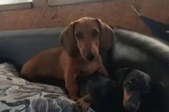 Пропала собака в Новокузнецке