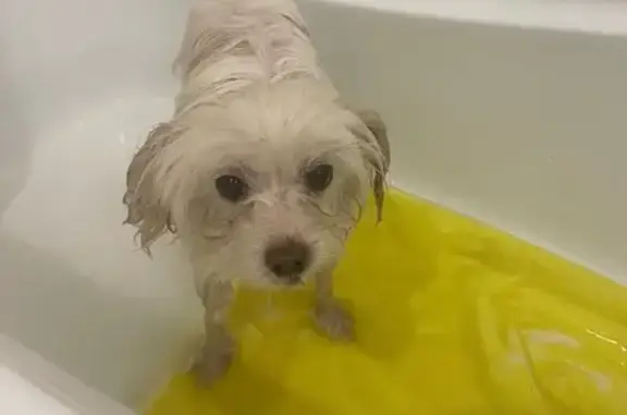 Собака найдена на Дворцовой площади СПб