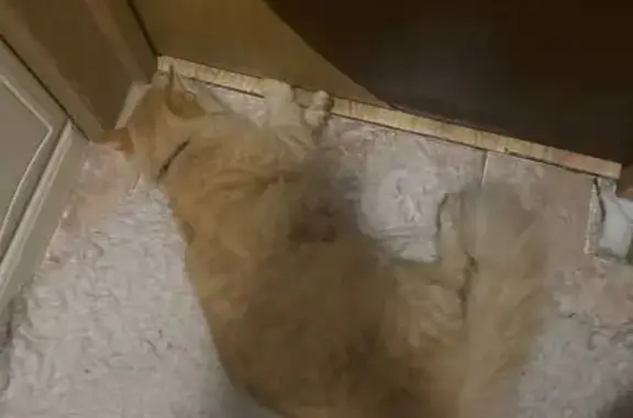 Кошка найдена, Таганская ул., Нижний Новгород