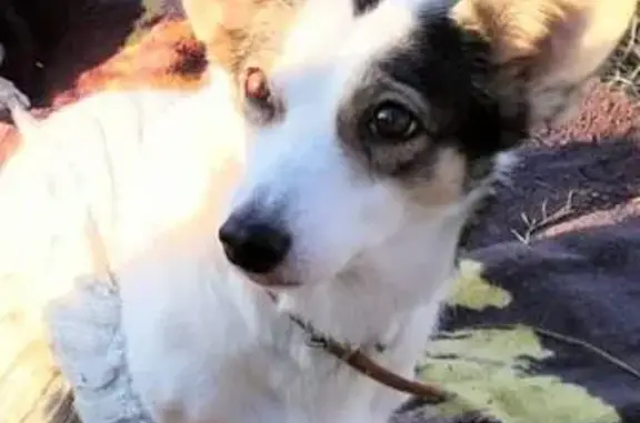 Собаки потеряшки, Хабаровск, фото: Потеряшка собака, Большая ул. 7А, Хабаровск