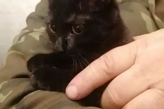 Котёнок найден на Профинтерна 35, Барнаул