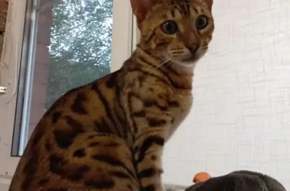 Пропала кошка, Юцкая ул. 57А, Ессентукская