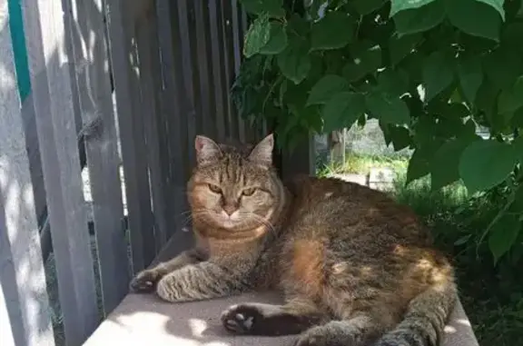 Пропала кошка, Абакан, Центральная ул.