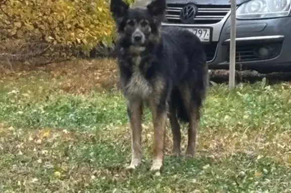 Найдена собака, , фото: Собака найдена: ул. Зубковой, 27 к3