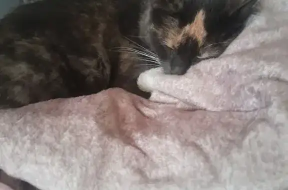 Найдена кошка, Иваново, фото: Кошка найдена на ул. Станкостроителей