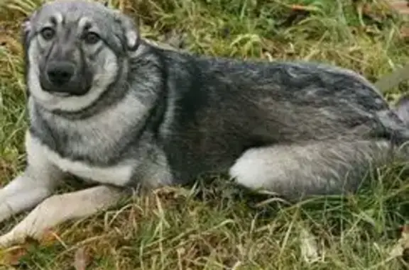 Пропала собака, Чурилково 9